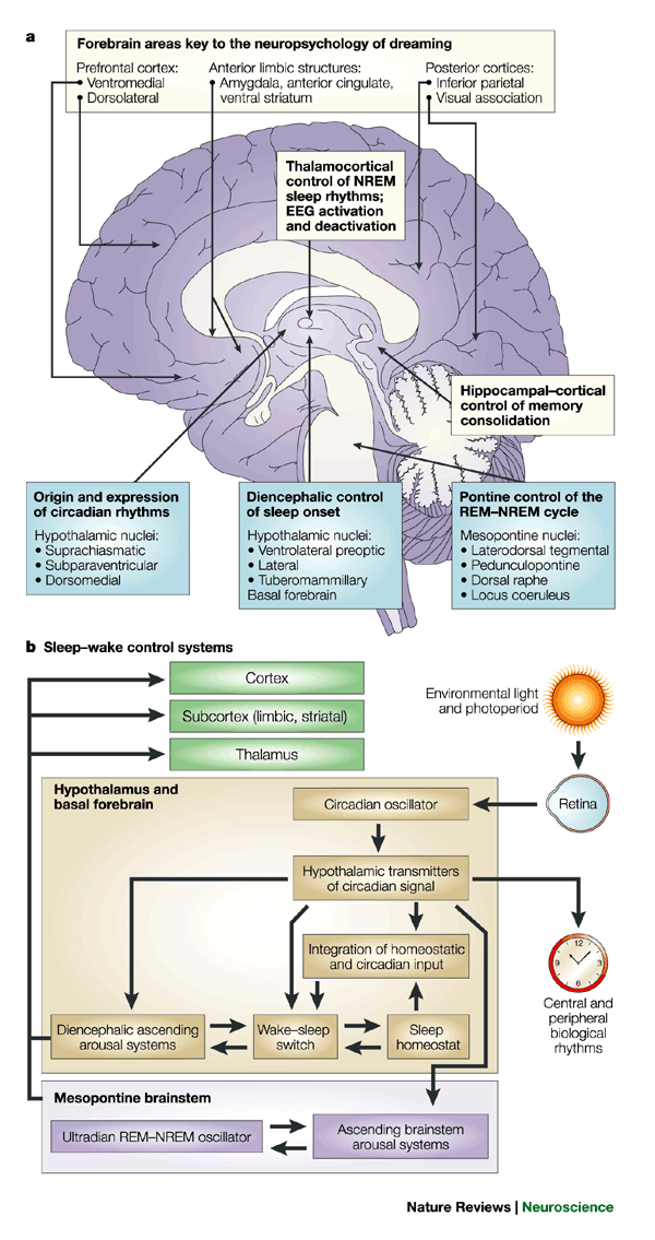 Understanding The Neurobiological Mechanisms Of Sleep Paralysis