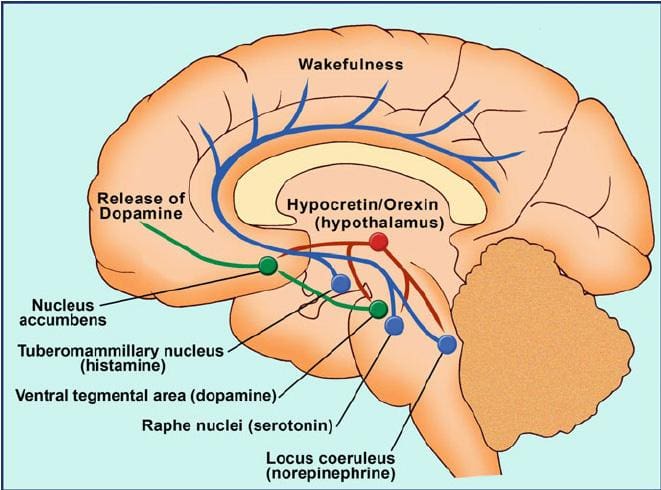 Understanding The Neurobiological Mechanisms Of Sleep Paralysis